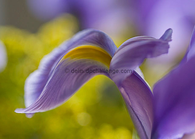 iris
