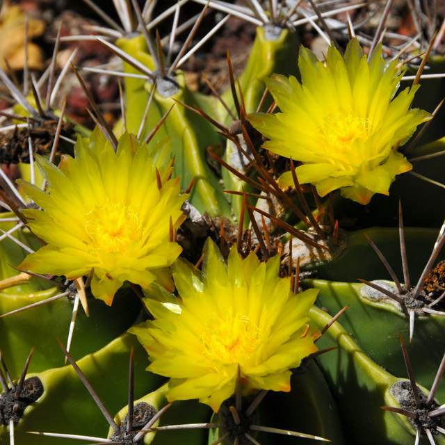 Cactus Flowers