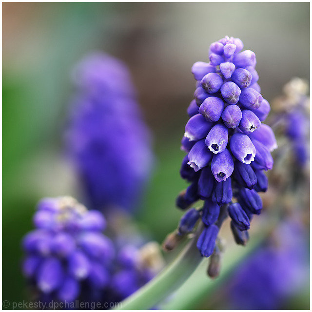 Grape Hyacinth