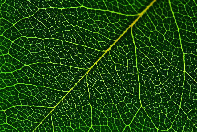 Veins