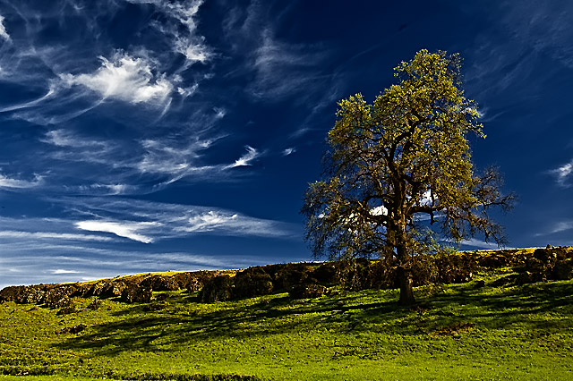 Quercus lobata (valley oak)