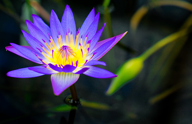 Water Lily