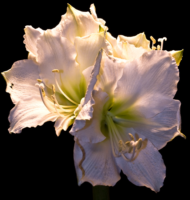 Amaryllis 