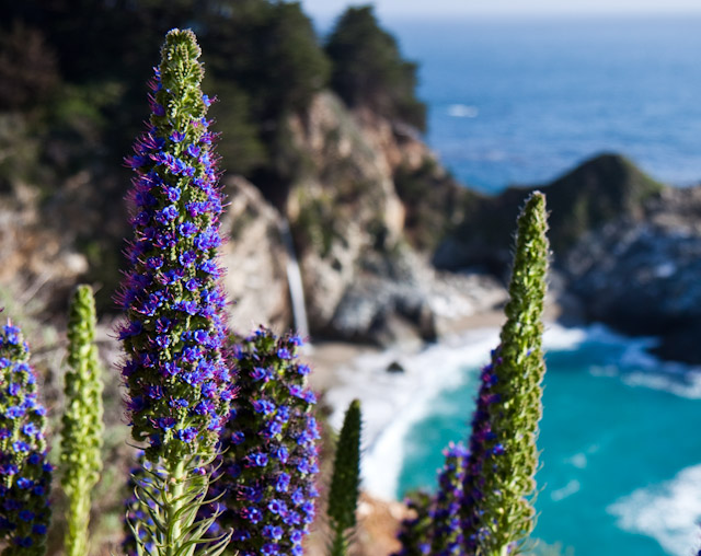 Flora With a View