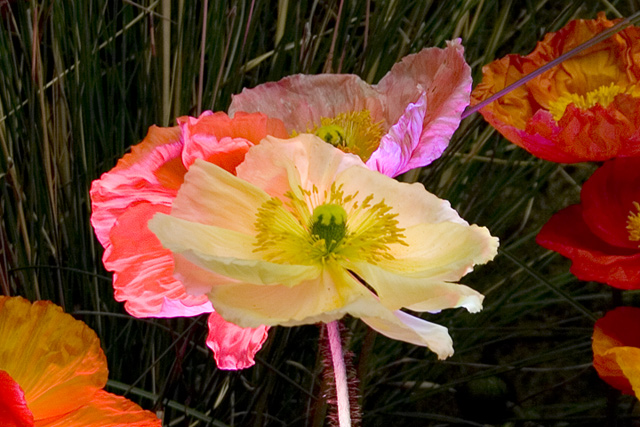 Icelandic Poppies with Color