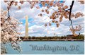 Cherry Blossom Time