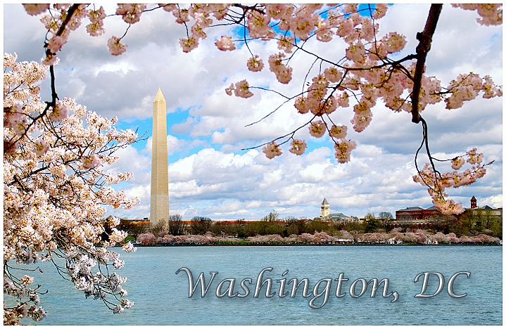 Cherry Blossom Time