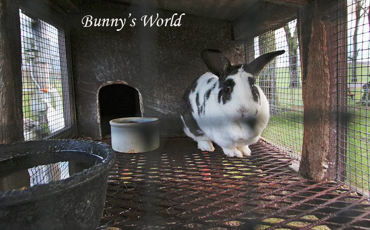 Bunny's World