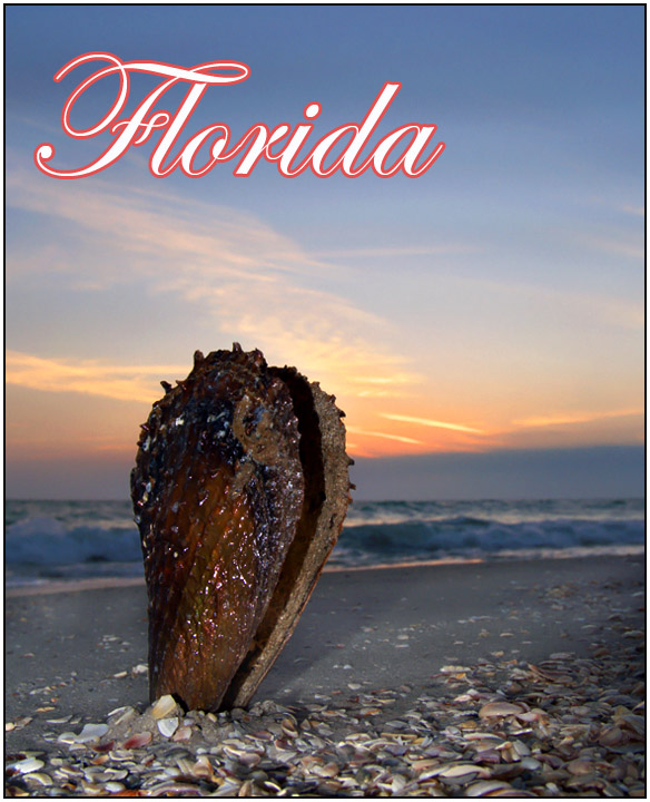 Florida - 'Shell' be waiting for you