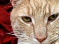 Red Folly
