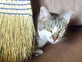 Hide and Seek