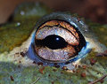 Eye See You