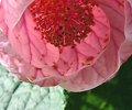 Think Pink