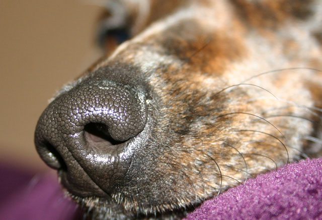 Texture of a Wet Nose