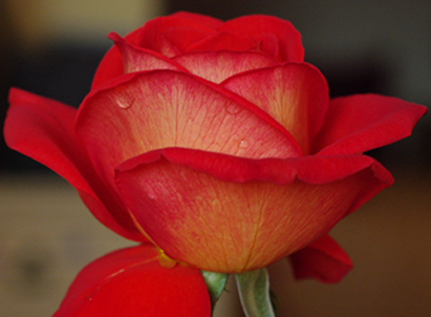 An Orange Rose