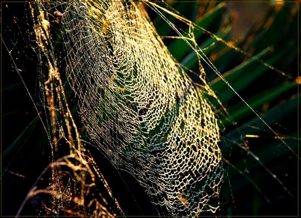 Spider's Golden Texture