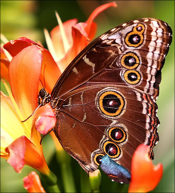 Wings of a butterfly