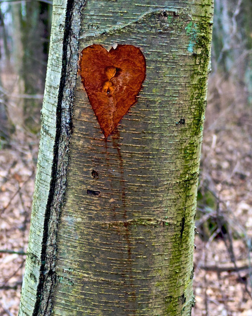 Cause I Do Have a Wooden Heart