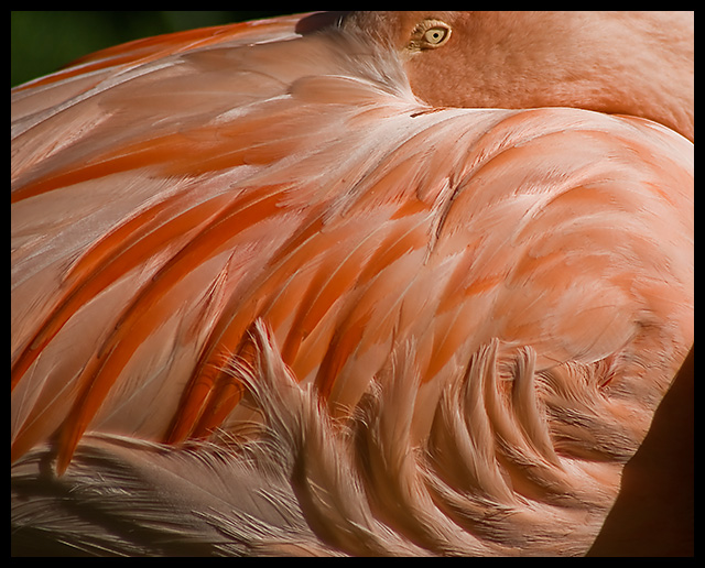 A Soft Feather Pillow