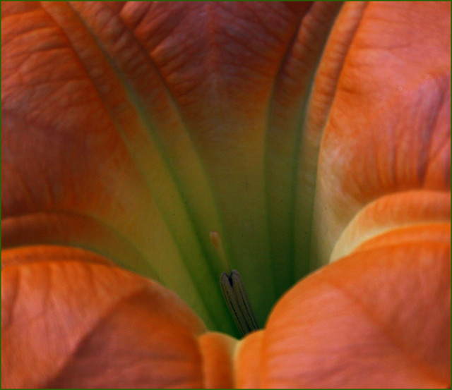 Voluptuous Flowery Texture