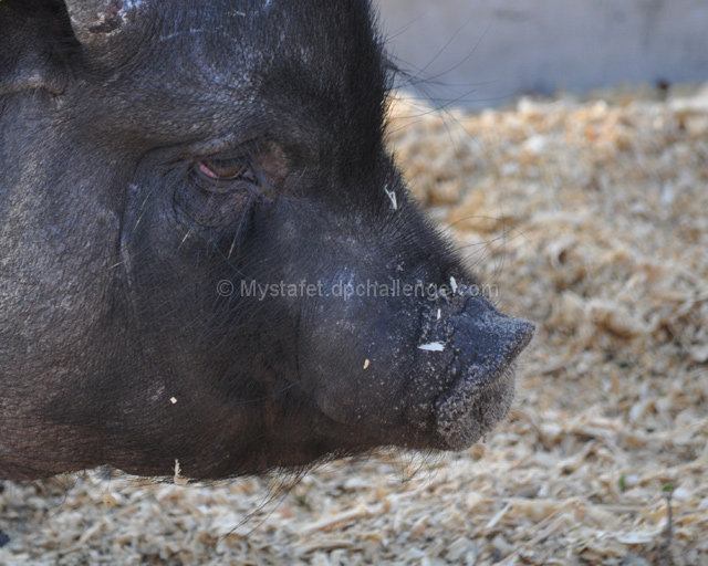 Pot Belly Pig 