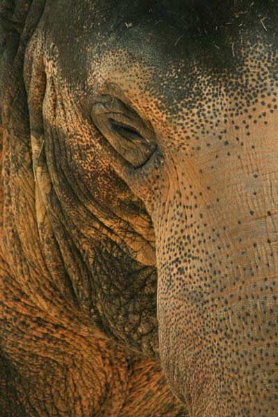 Elephant Texture