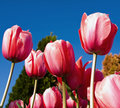 Big Spring Time