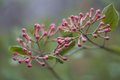 In Bloom