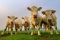 Curious Cows