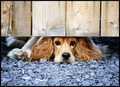 Can I Come?