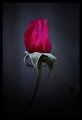 Red Rose