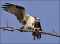 Breakfast on a Limb