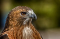 Red Tail Hawk