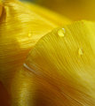 Tulip Texture