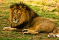 The King