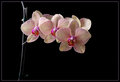 Miss Isabella's Orchids