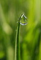 The World On A Blade Of Grass