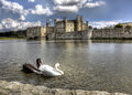 Swans at the Castle