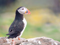 The Puffin    ~    Fratercula arctica