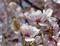 Cherry Blossom Martini 