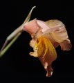 Gladiolus pritzelii