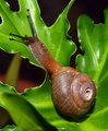 Snail's Pace