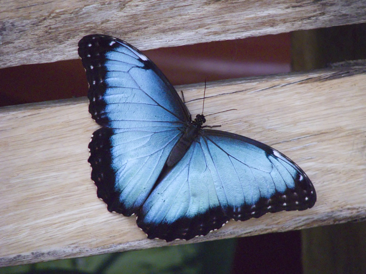Blue Morpho
