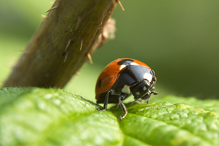 The dancing ladybug