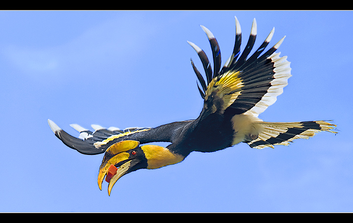 Flight of the Great Hornbill 