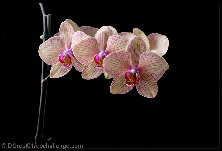 Miss Isabella's Orchids