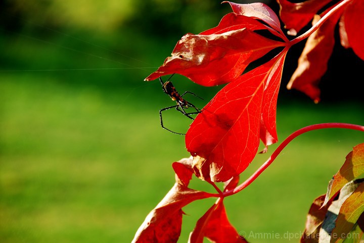 Caught red "leafed".....!