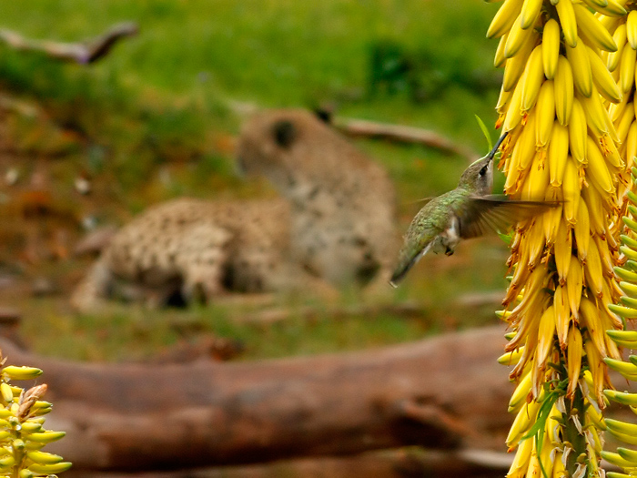 The Tale of the Hummingbird and the Cheetah