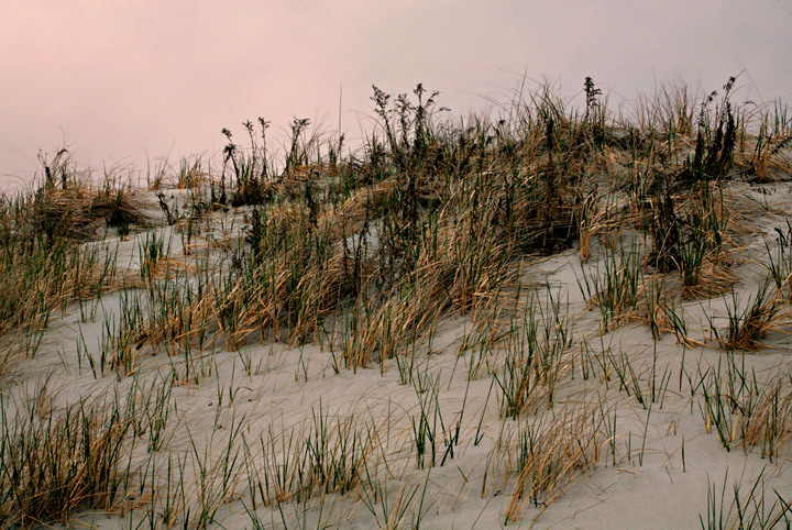 windswept dune