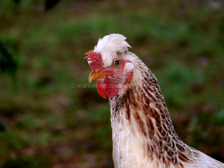 Le Cock after sunset